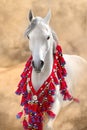 Grey arabian horse portrait in national decorations Royalty Free Stock Photo