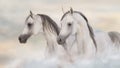 Grey arabian horses portrait