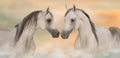 Grey arabian horses portrait Royalty Free Stock Photo
