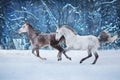 Two grey horse running Royalty Free Stock Photo