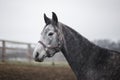 Grey arabian mare horse in halter in horse paddock Royalty Free Stock Photo