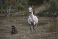 Arabian horse galloping towards the camera