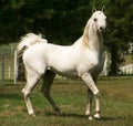 Grey Arabian Stallion Royalty Free Stock Photo