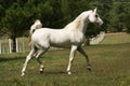 Grey Arabian Stallion Royalty Free Stock Photo