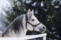 Grey Arabian stallion Royalty Free Stock Photo