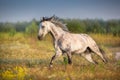 Horse run fast on meadow Royalty Free Stock Photo