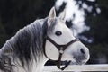 Grey Arabian stallion portrait Royalty Free Stock Photo