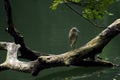 Grey Asian Heron perched on a large wooden tree branch, Induia