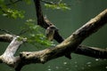 Grey Asian Heron perched on a large wooden tree branch, Induia