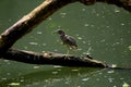 Grey Asian Heron perched on a large wooden tree branch, Induia