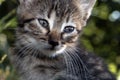 Grey baby kitten face close up