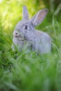 Grey baby rabbit in the grass Royalty Free Stock Photo