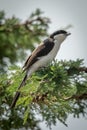 Grey-backed fiscal with catchlight on leafy branch Royalty Free Stock Photo