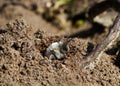 Grey-backed mining bee