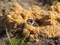 Grey-backed mining bee
