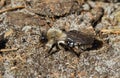 Grey-backed mining bee Royalty Free Stock Photo