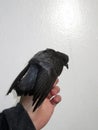 Grey-backed Storm Petrel, Garrodia nereis Royalty Free Stock Photo