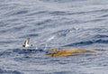 Grey-backed Storm Petrel, Garrodia nereis Royalty Free Stock Photo