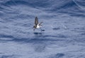 Grey-backed Storm Petrel, Garrodia nereis Royalty Free Stock Photo