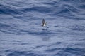 Grey-backed Storm Petrel (Garrodia nereis Royalty Free Stock Photo