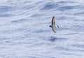 Grey-backed Storm Petrel, Garrodia nereis Royalty Free Stock Photo