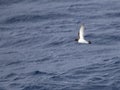 Grey-backed Storm Petrel, Garrodia nereis Royalty Free Stock Photo