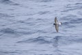 Grey-backed Storm Petrel, Garrodia nereis Royalty Free Stock Photo