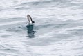 Grey-backed Storm Petrel, Garrodia nereis Royalty Free Stock Photo