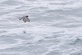 Grey-backed Storm Petrel, Garrodia nereis Royalty Free Stock Photo