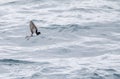 Grey-backed Storm Petrel, Garrodia nereis Royalty Free Stock Photo