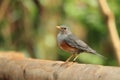 Grey-backed thrush