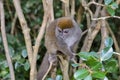 Grey bamboo lemur, lemur island, andasibe Royalty Free Stock Photo