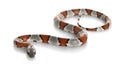 Grey-banded King Snake Royalty Free Stock Photo