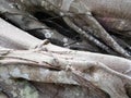 Grey Banyan Tree Roots Abstract Background
