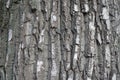 Grey bark of old black poplar tree Royalty Free Stock Photo