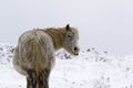 Grey and bay horses in a deep white out snow storm Royalty Free Stock Photo