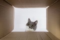 Grey beautiful cat, peeks into the cardboard carobka, a curious pet checks interesting places. Copy space