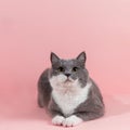 Grey beautiful cat on a pink background. Copy space, banner