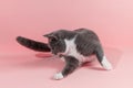 Grey beautiful cat on a pink background. Copy space, banner Royalty Free Stock Photo