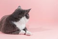 Grey beautiful cat on a pink background. Copy space, banner Royalty Free Stock Photo