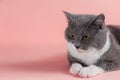 Grey beautiful cat on a pink background. Copy space, banner Royalty Free Stock Photo