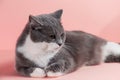 Grey beautiful cat on a pink background. Copy space, banner Royalty Free Stock Photo