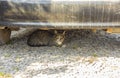 Grey beautiful cat sitting under an old car Royalty Free Stock Photo