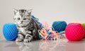 Grey beautiful little kitten Royalty Free Stock Photo