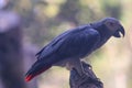 Grey Beautiful Parrot Closeup Face On The Tree Branch Royalty Free Stock Photo