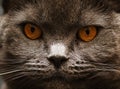 Grey beauty british shorthair cat. Close-up of British Shorthair cat