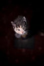 Grey beige and white kitten looking up to the camera.. Royalty Free Stock Photo