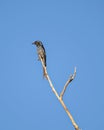 Grey bellied cuckoo Cacomantis passerinus sitting on a dry tree branch with clear blue sky background.