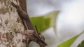 Grey-bellied Squirrel Carrying Nesting Material