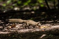 Grey-bellied squirrel on tree in forest Royalty Free Stock Photo